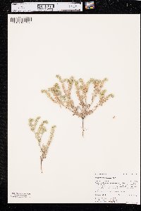 Cryptantha minima image