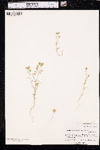 Cryptantha pterocarya image