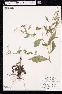 Hackelia americana image