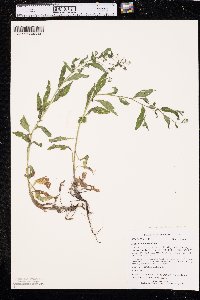 Hackelia americana image