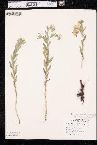 Lithospermum canescens image