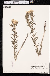 Lithospermum caroliniense image