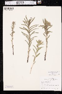 Lithospermum caroliniense image