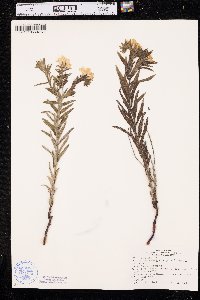 Lithospermum caroliniense image