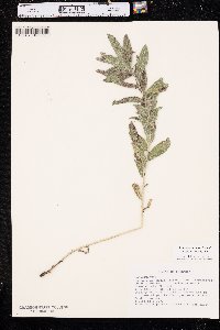 Lithospermum occidentale image