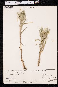 Lithospermum ruderale image