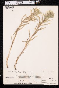 Lithospermum ruderale image