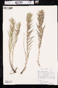 Lithospermum ruderale image