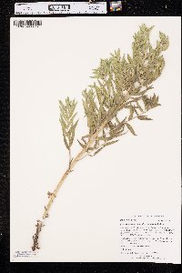 Lithospermum ruderale image