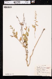 Lithospermum tuberosum image