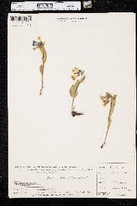 Mertensia longiflora image