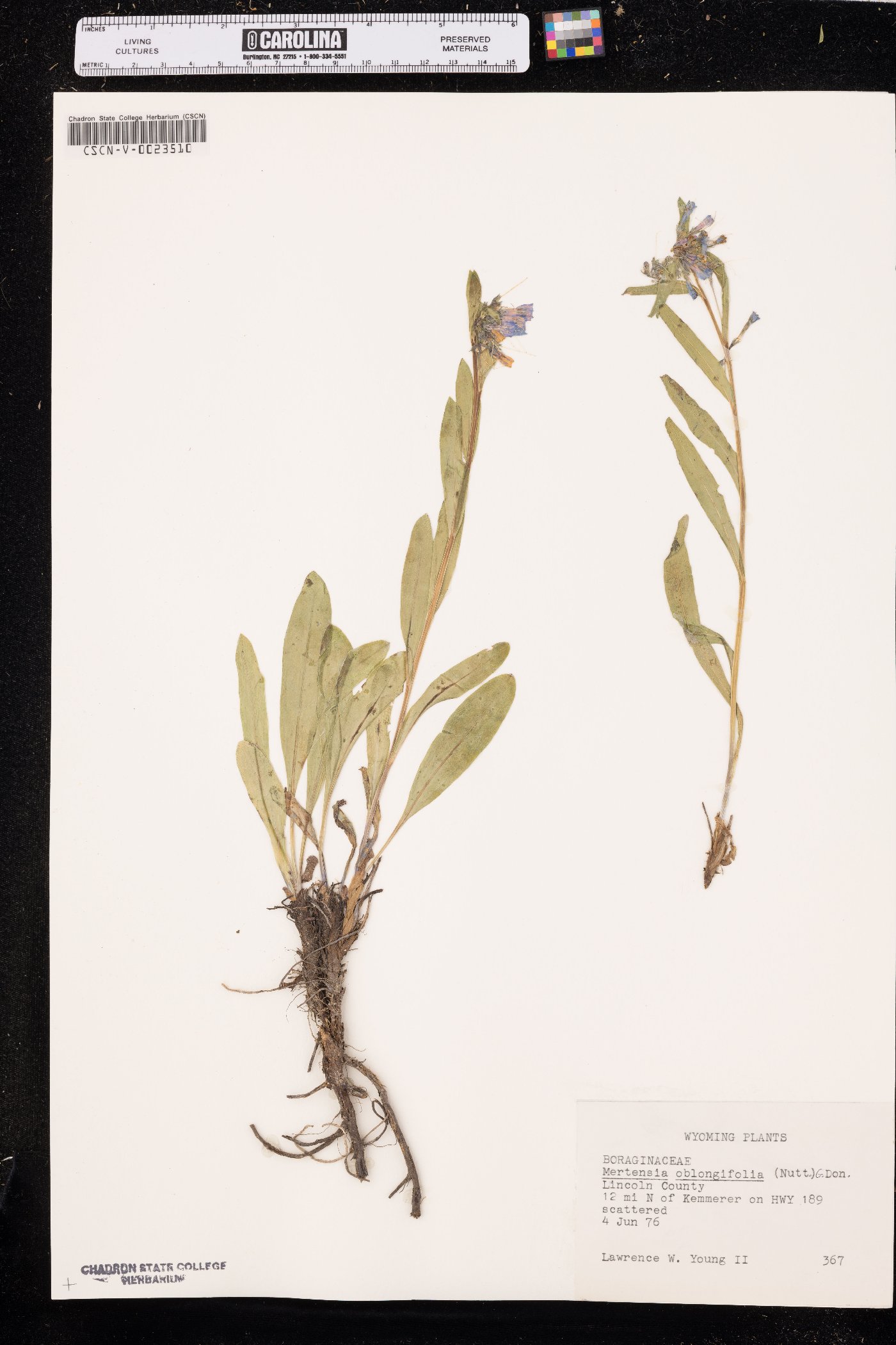 Mertensia oblongifolia image