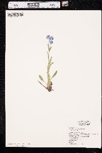 Myosotis alpestris image