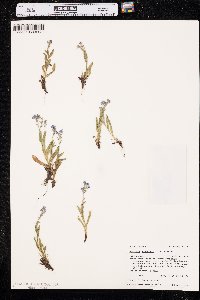 Myosotis alpestris image