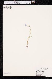 Myosotis alpestris image