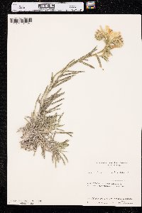 Onosma echioides image