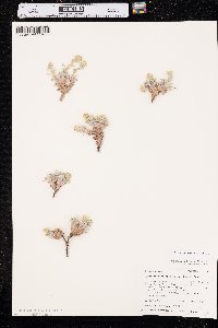 Oreocarya caespitosa image