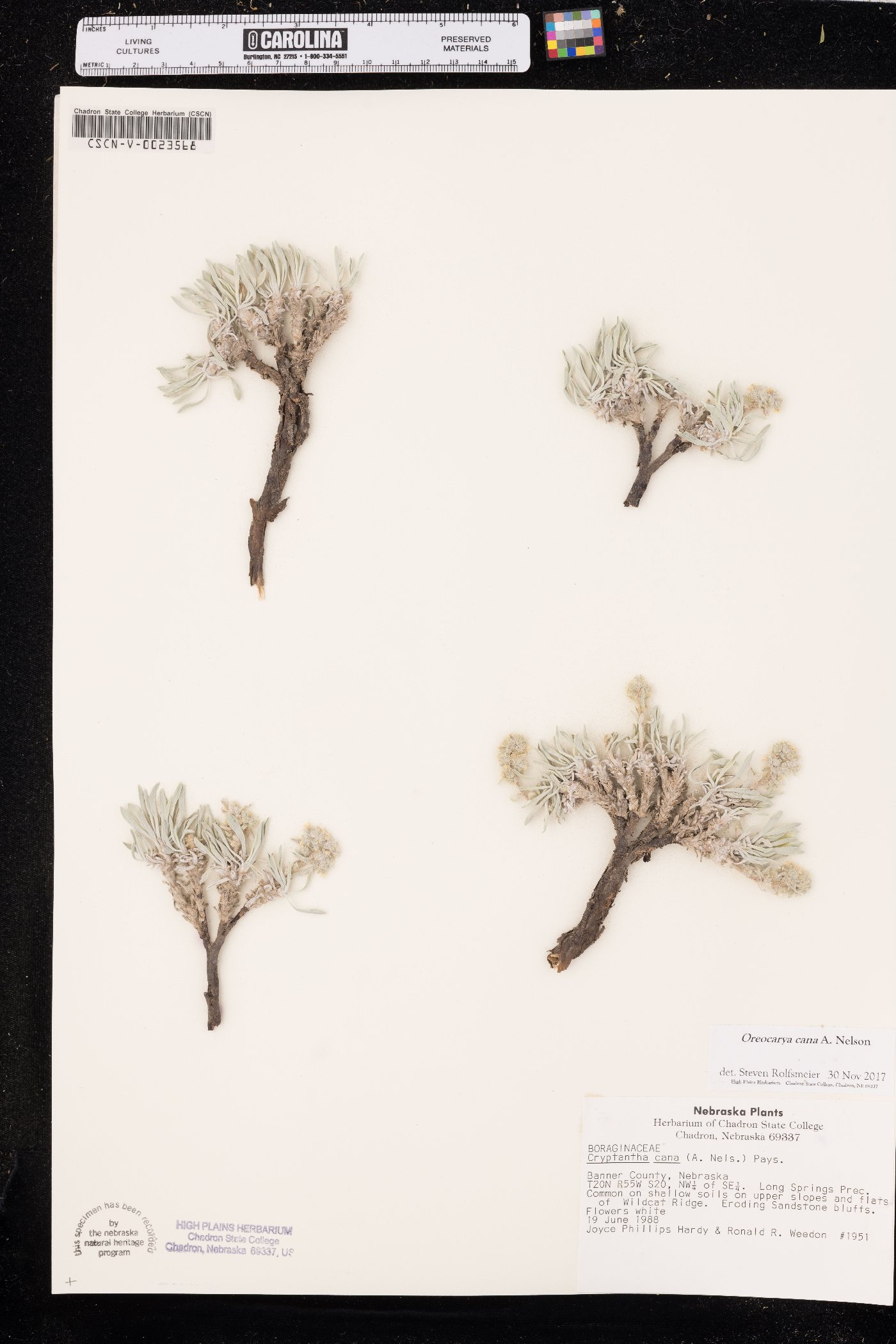Oreocarya cana image