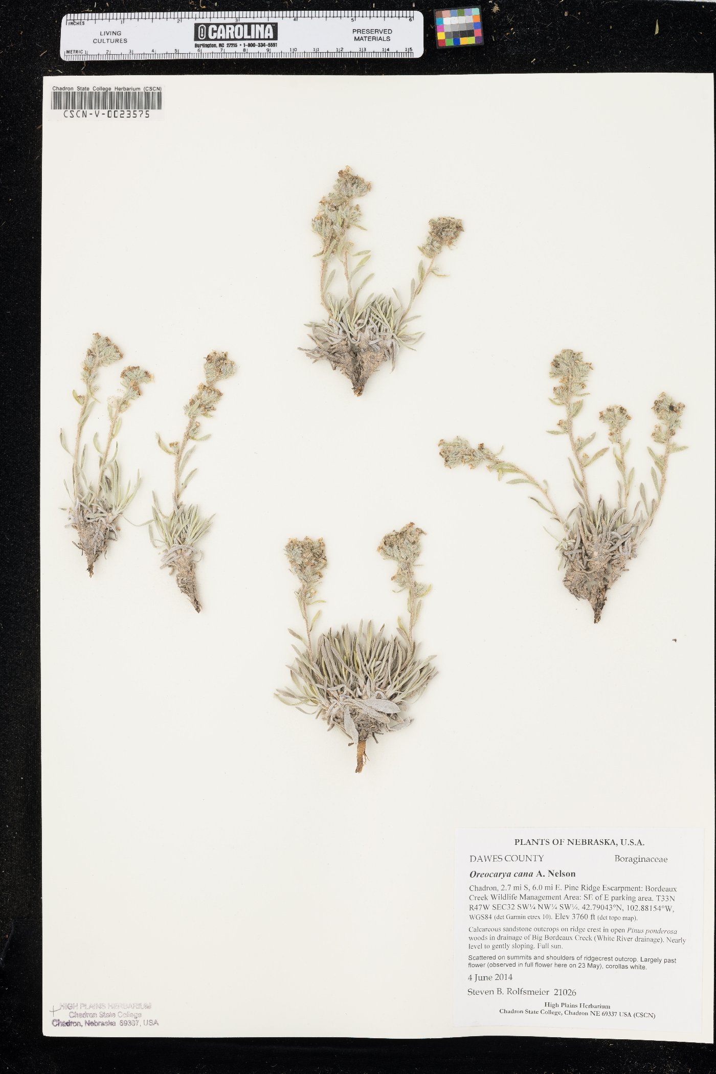 Oreocarya cana image