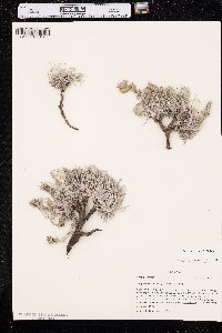 Oreocarya cana image