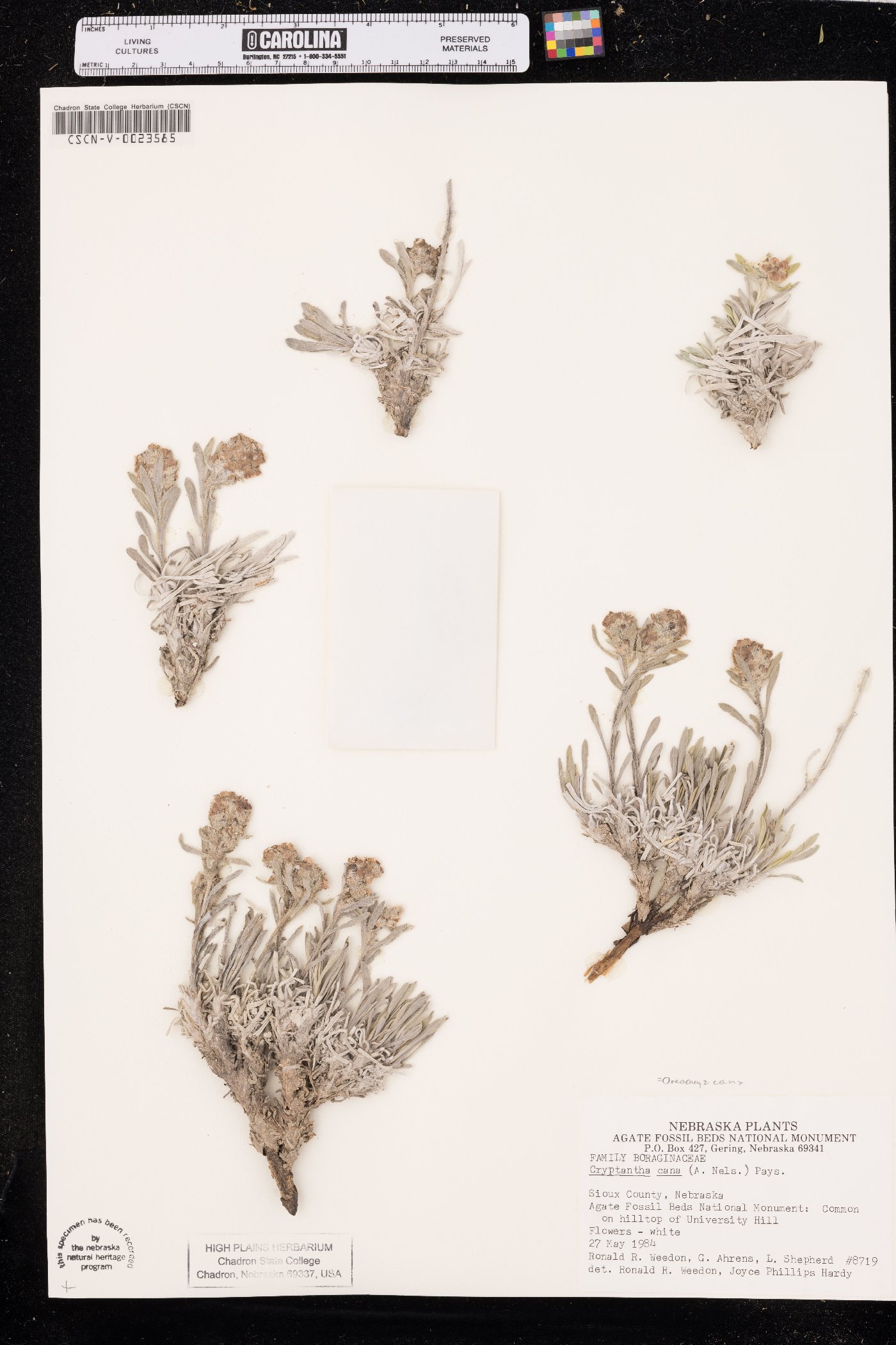 Oreocarya cana image
