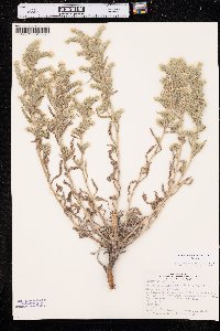 Oreocarya glomerata image