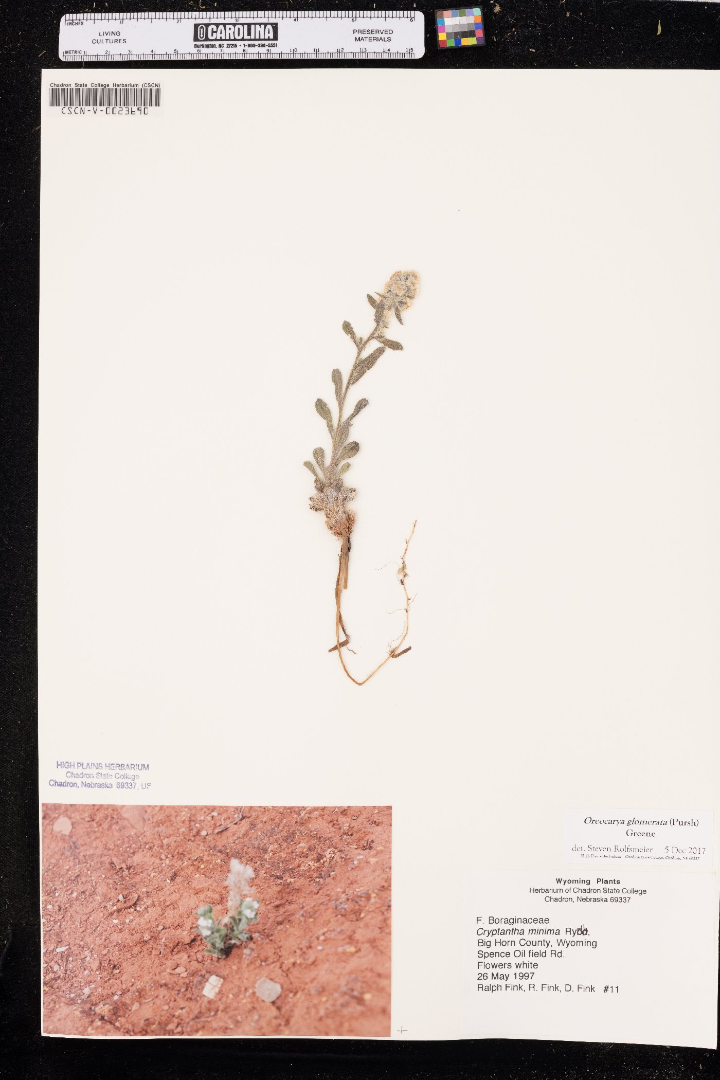 Oreocarya glomerata image