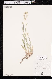 Oreocarya suffruticosa image