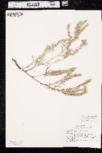 Oreocarya suffruticosa image