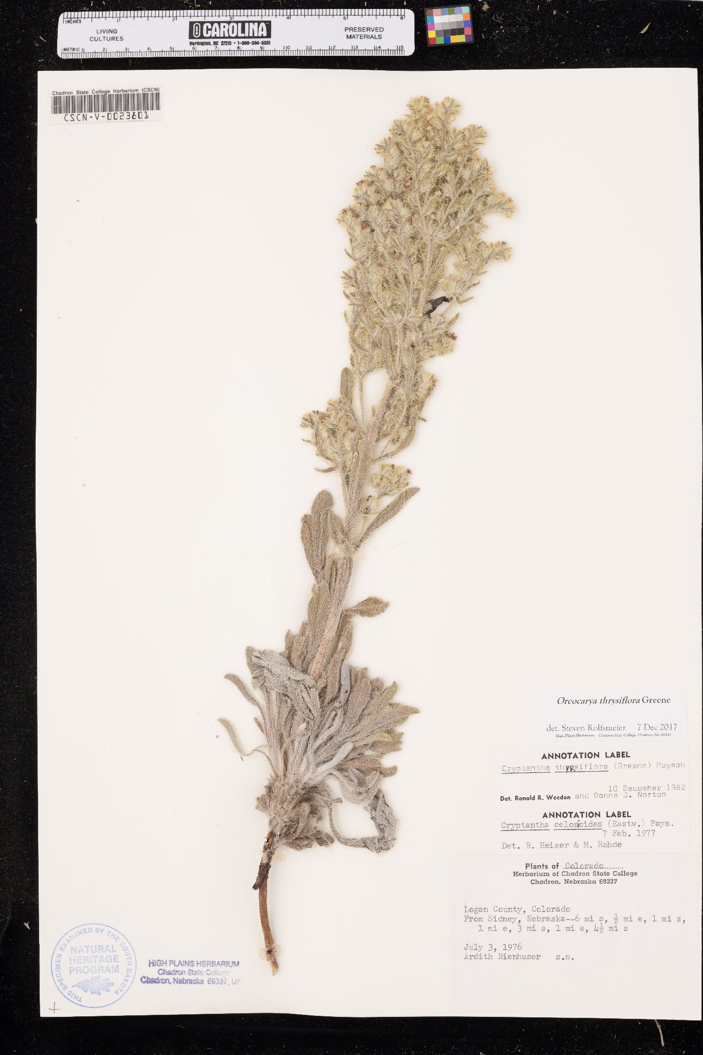 Oreocarya thyrsiflora image