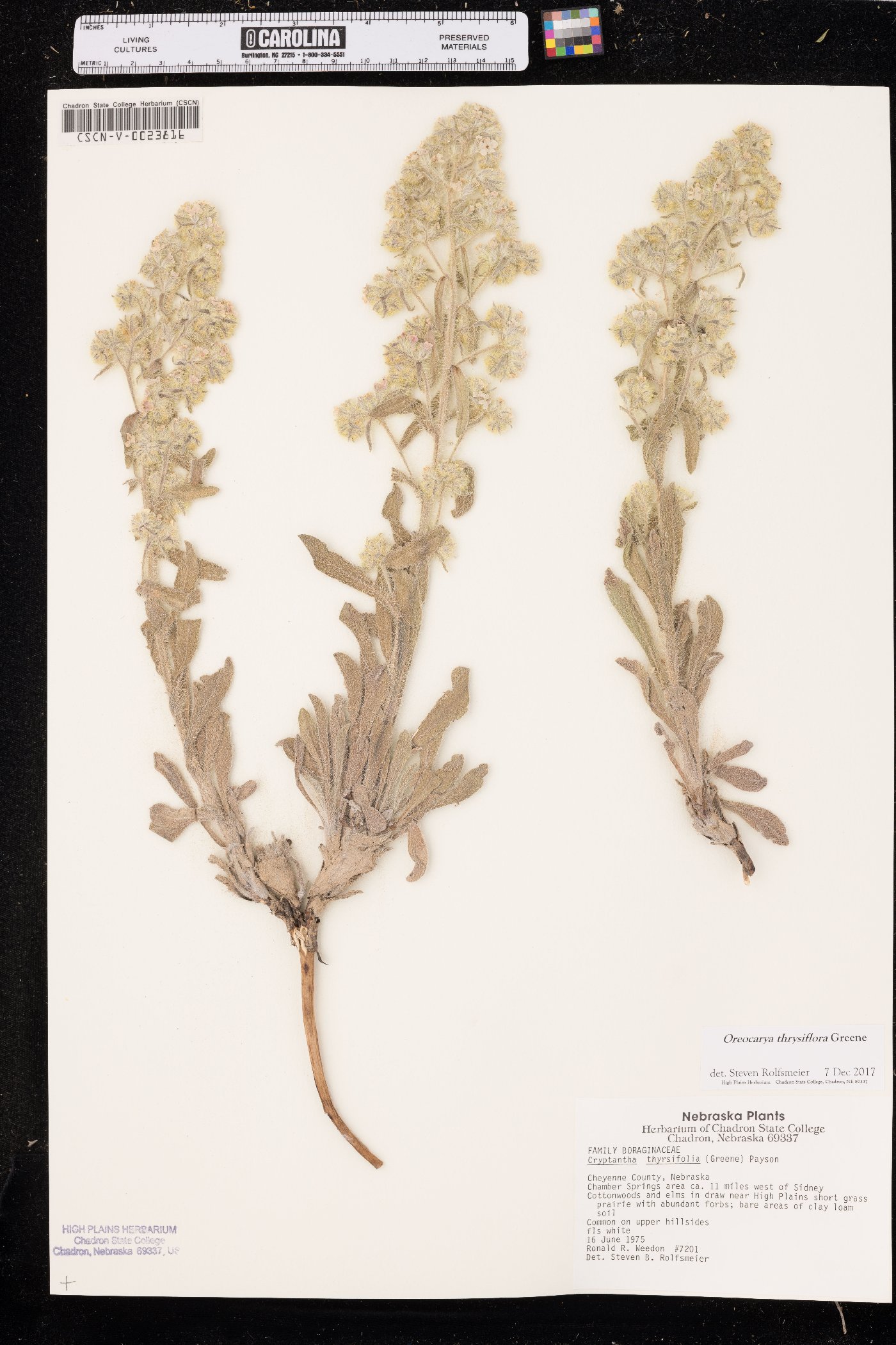 Oreocarya thyrsiflora image