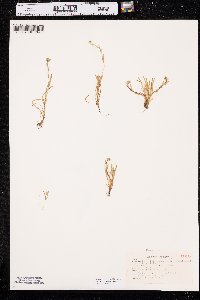 Plagiobothrys cusickii image