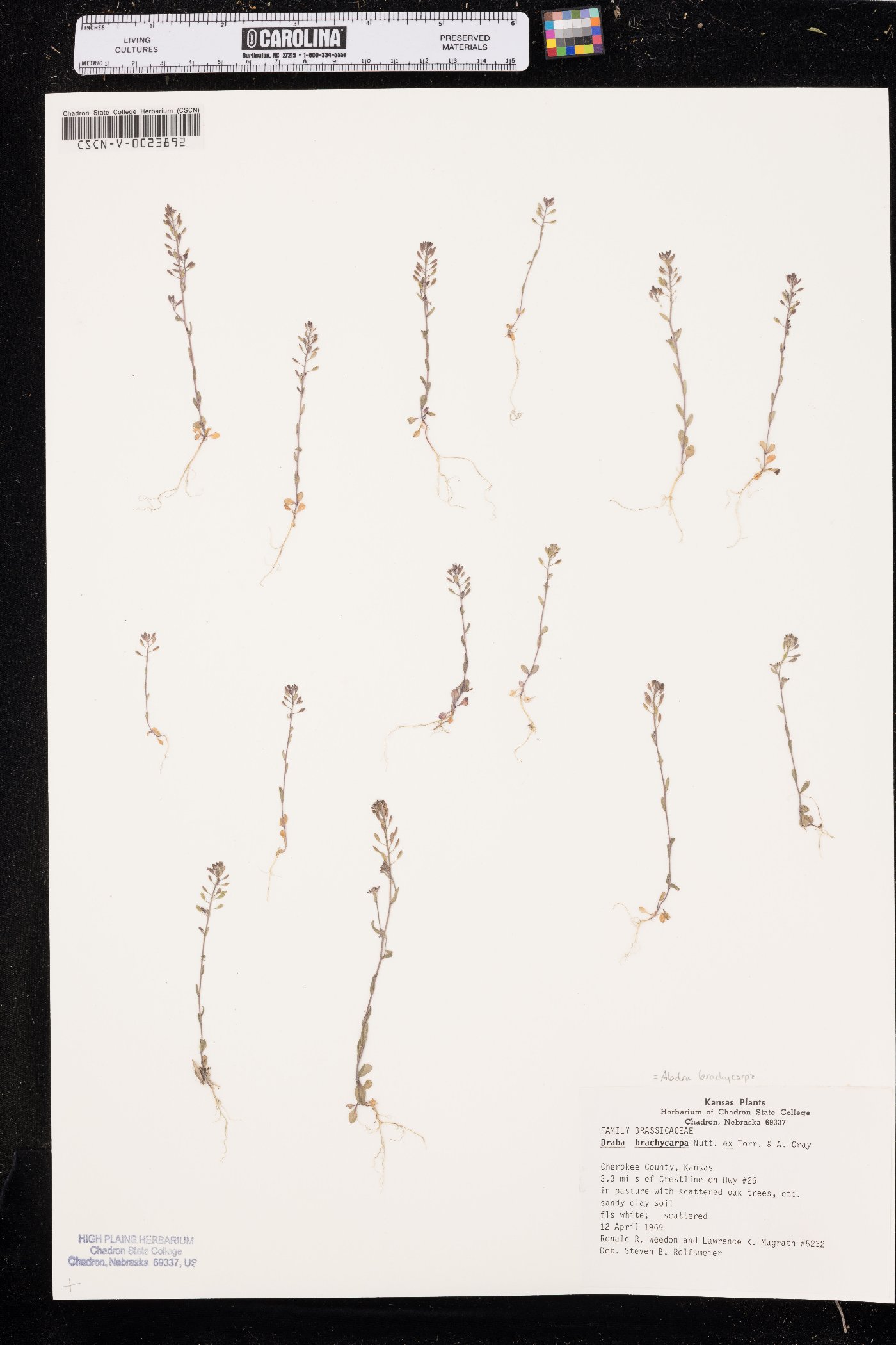 Draba brachycarpa image