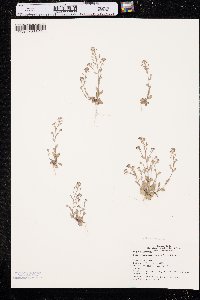 Draba brachycarpa image