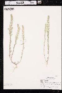 Alyssum alyssoides image