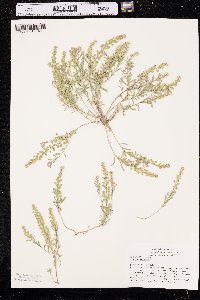 Alyssum desertorum image