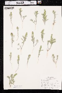 Alyssum desertorum image