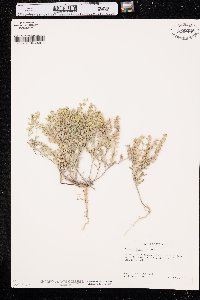 Alyssum desertorum image