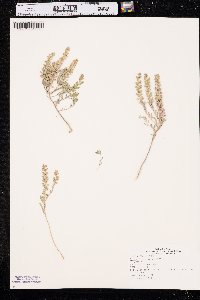 Alyssum desertorum image