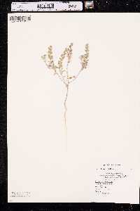 Alyssum desertorum image