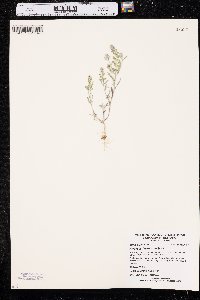 Alyssum desertorum image