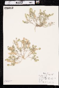 Alyssum desertorum image