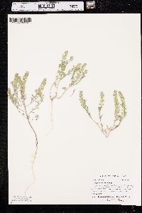 Alyssum desertorum image