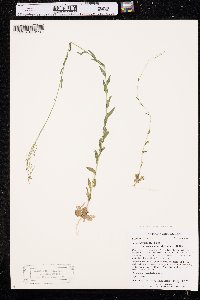 Arabis pycnocarpa image