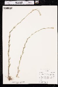Arabis pycnocarpa var. pycnocarpa image