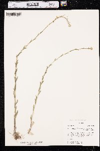 Arabis pycnocarpa image