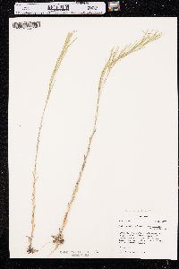 Arabis pycnocarpa var. pycnocarpa image