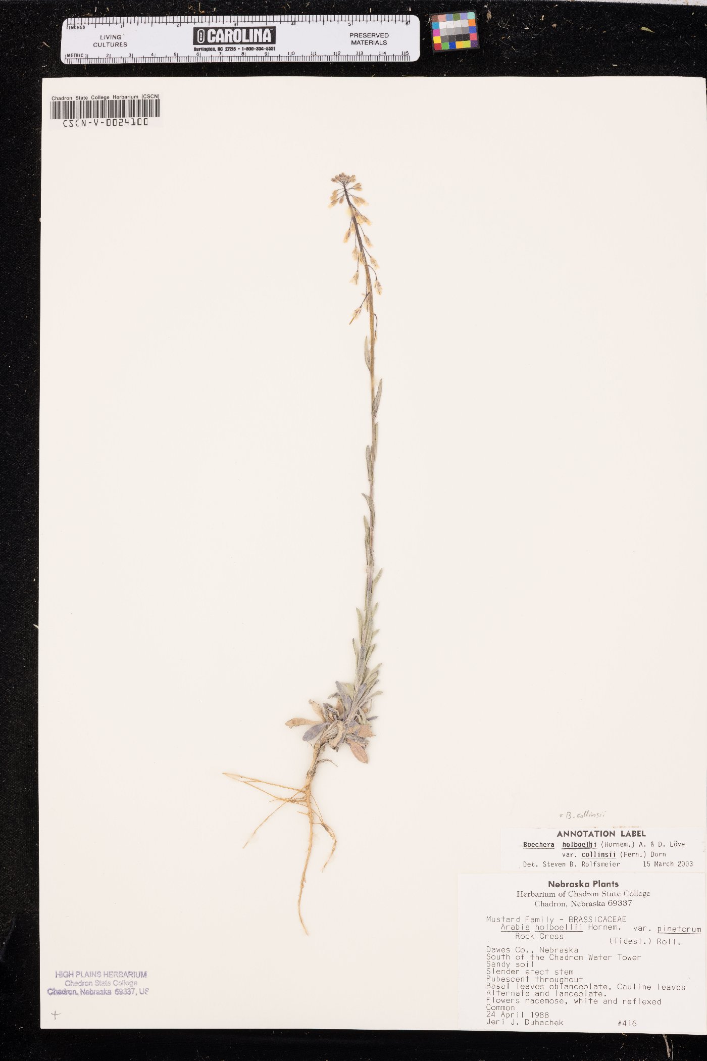 Boechera collinsii image