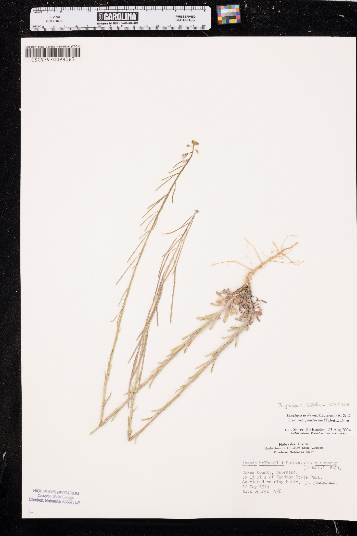 Boechera grahamii image