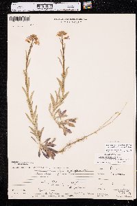 Boechera pauciflora image